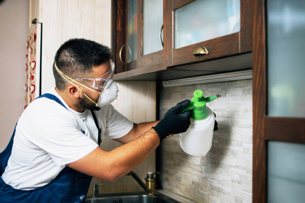 Best Wasp Removal Services  in District Heights, MD