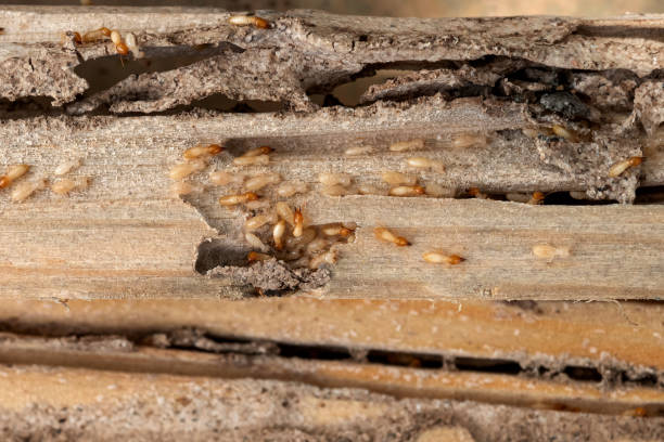Best Best Pest Control Companies  in District Heights, MD