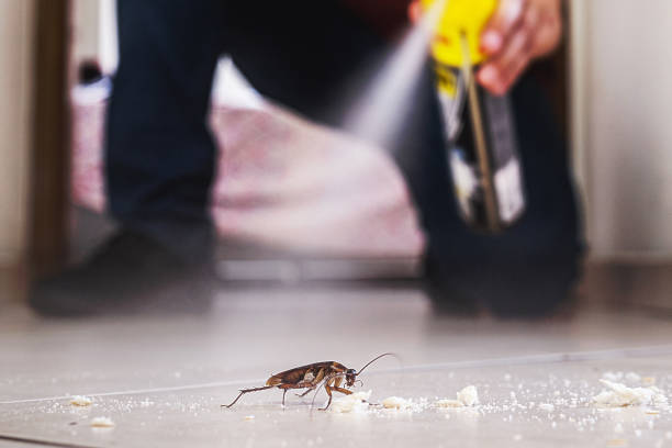Best Pest Removal Services  in District Heights, MD