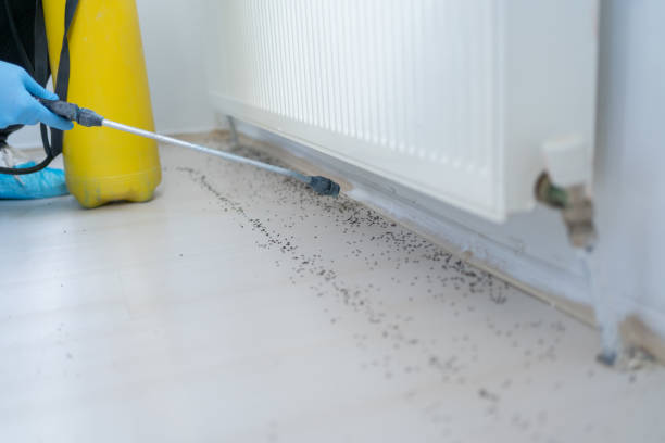 Best Mosquito Control Services  in District Heights, MD